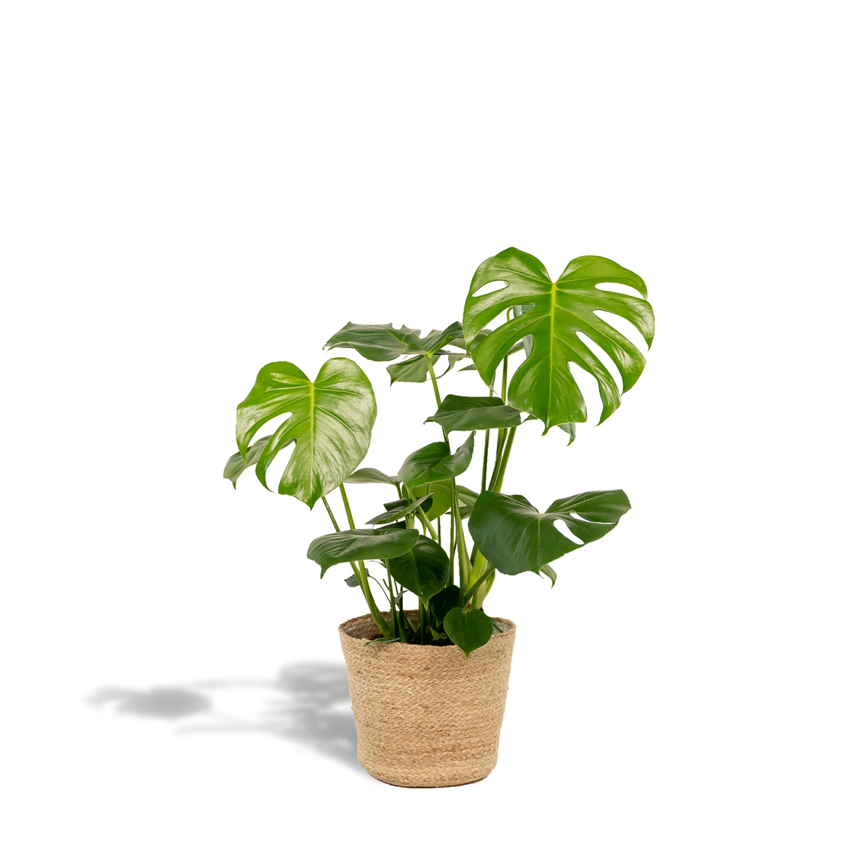 Monstera Deliciosa - ↨80cm - Ø21cm + Mand Selin by MEERgroothandel Planten