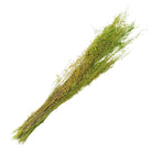 Trockenblumen 90 cm (50 g) von Clayre & Eef.