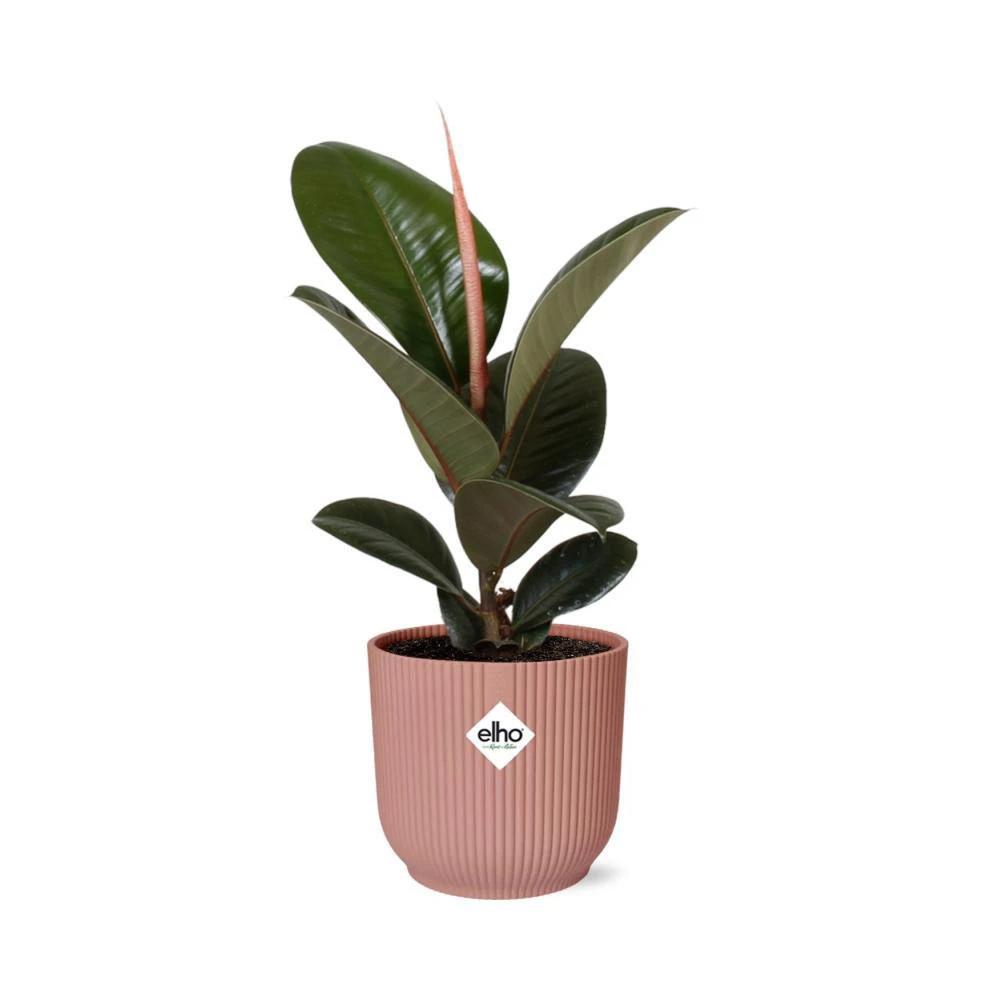 Ficus Elastica 'Robusta' in ELHO Vibes Fold 14cm pink by MEERgroothandel Planten