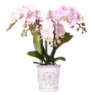 Kolibri-Orchideen Kolibri | rosa Orchidee Portugal + dekorativer Topf Malaga in Rosa – Topfgröße Ø9 cm | blühende Zimmerpflanze – frisch vom Züchter von Kolibri Company