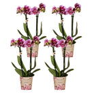 Hummingbird Orchids | COMBI DEAL of 4 pink purple phalaenopsis orchids - El Salvador - pot size Ø9cm | flowering houseplant - fresh from the grower by Kolibri Company
