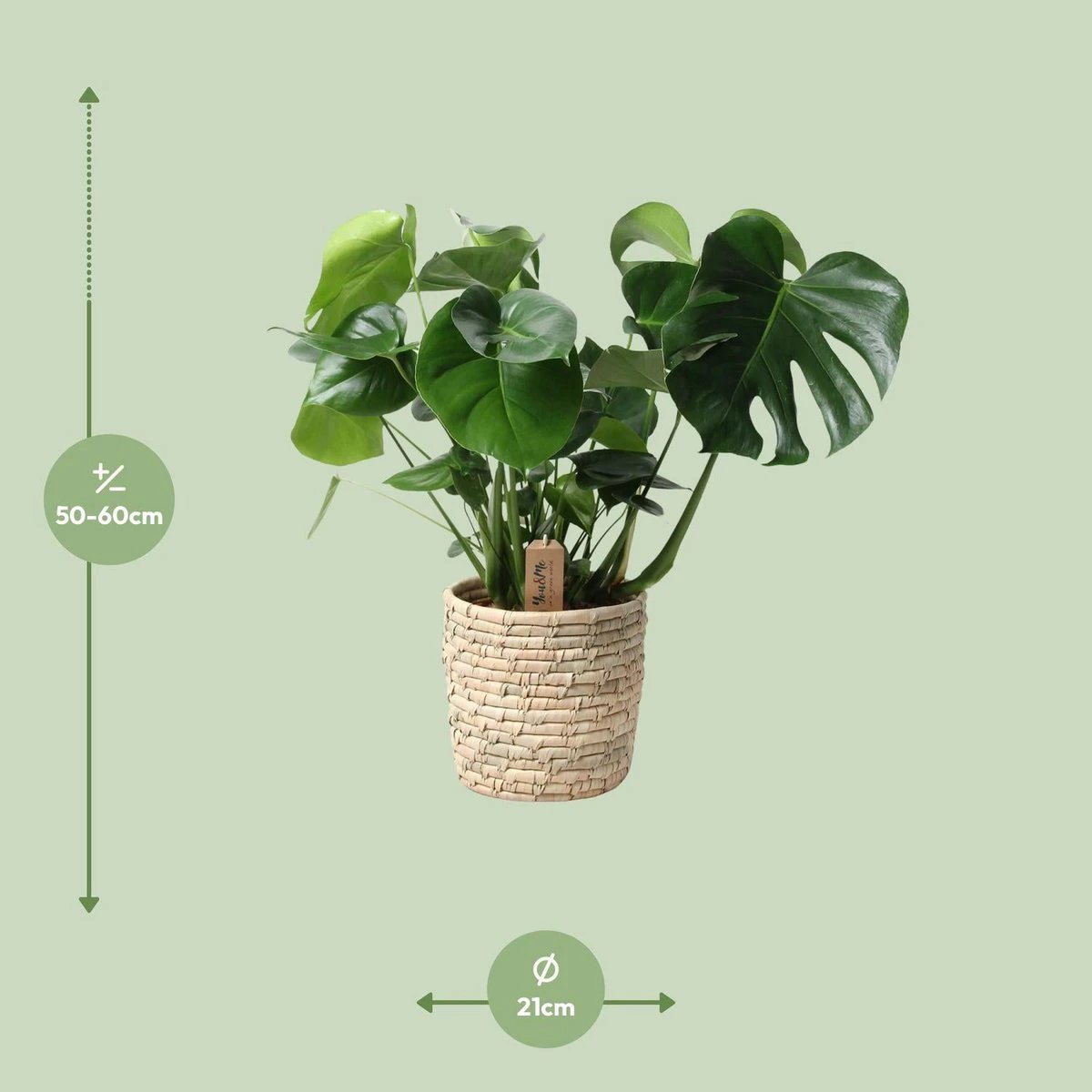 Monstera In Basket Palmleaf - Ø21cm - ↕60cm by MEERgroothandel Planten