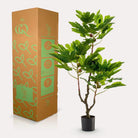 Art plant - Ficus Carica - Figen Tree - 95 cm by Green boutiQ