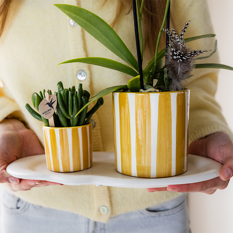 Colibr Orchids | yellow Phalaenopal orchid - Albeng + Painted Stripe pot yellow - potmate Ø9cm | -driving room plant - freshly from the grower by Kolibri Company