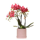 Hummingbird Orchids | Red orchid Congo + Bali decorative pot sand - pot size Ø9cm | flowering houseplant - fresh from the grower by Kolibri Company
