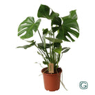 Monstera Deliciosa P21 - Ø21cm - ↕60cm by MEERgroothandel Planten