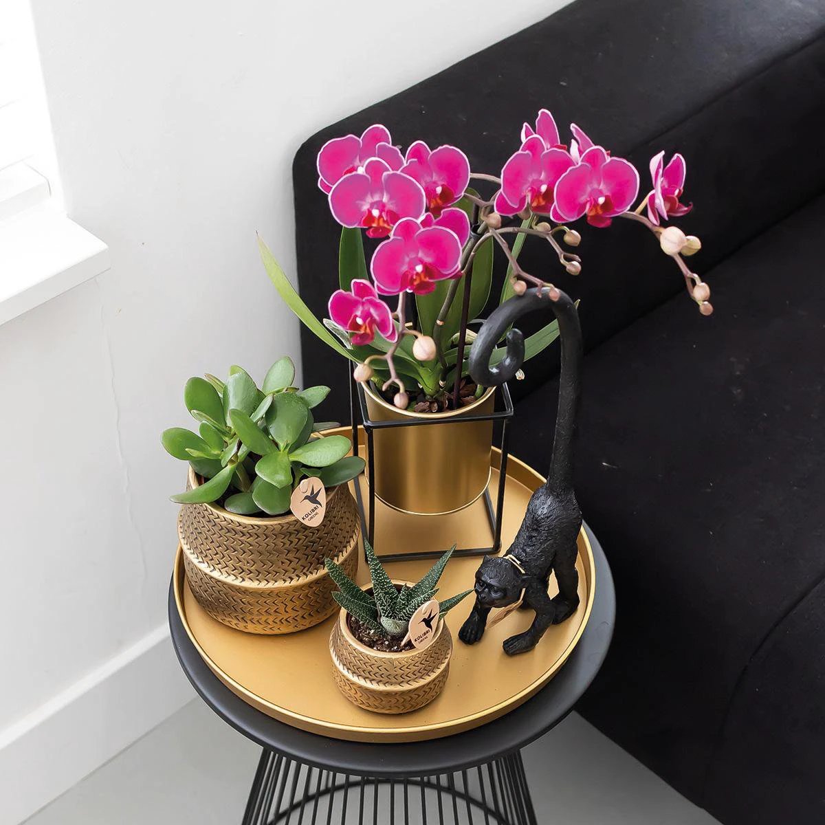 Colibr Orchids | COMBI DEAL of 2 purple polaropsis orchids - Morelia - potmate Ø9cm | -driving room plant - freshly from the grower by Kolibri Company
