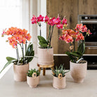 Hummingbird Orchids | Red orchid Congo + Bali decorative pot sand - pot size Ø9cm | flowering houseplant - fresh from the grower by Kolibri Company