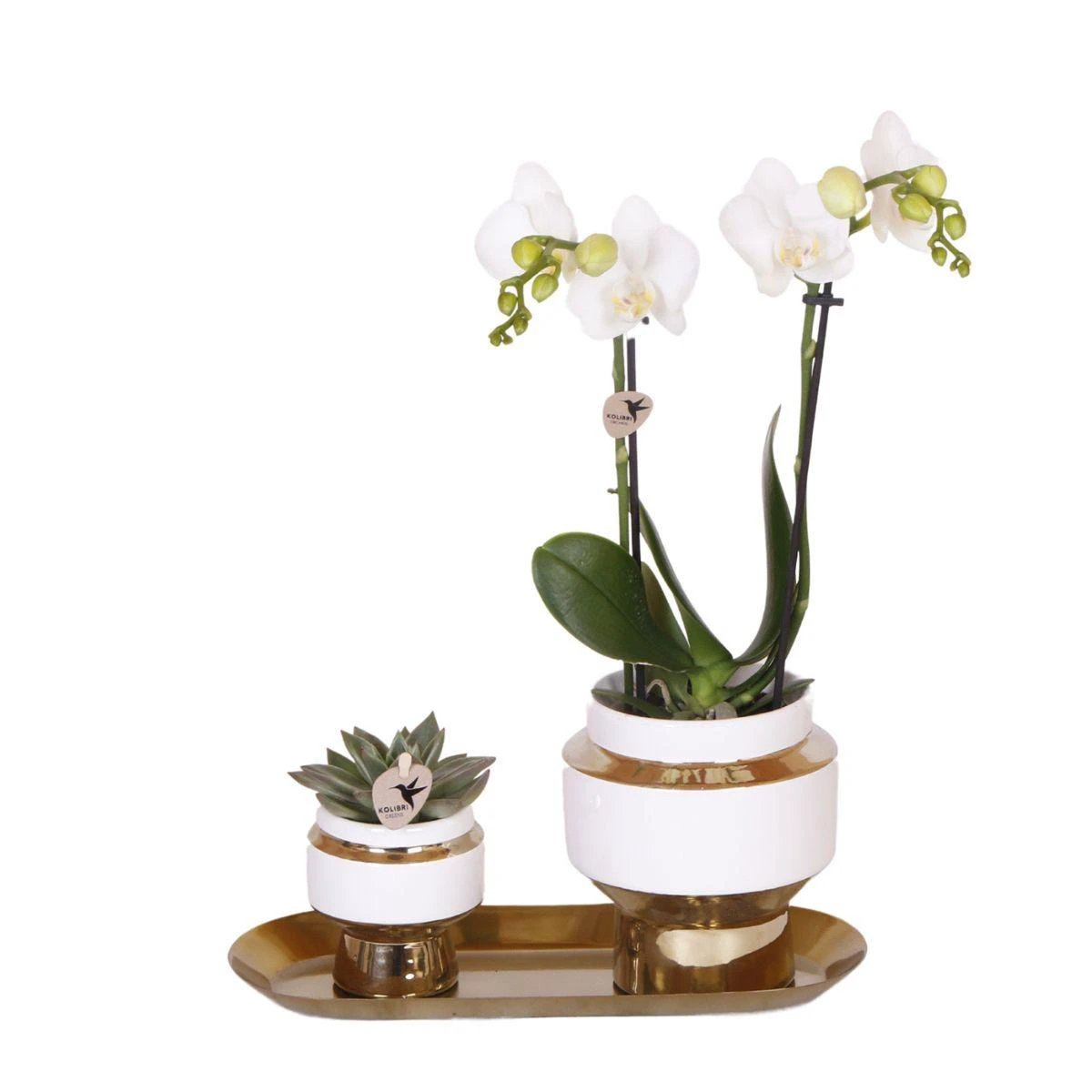 Kolibri Company - Set of white orchid and Succulent on gold tray by Kolibri Company