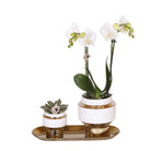 Kolibri Company – Set aus weißer Orchidee und Sukkulente auf Goldtablett von Kolibri Company