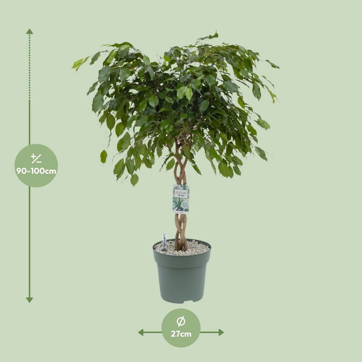 Ficus Adora / Exotica [P27-H120] von MEERgroothandel Planten