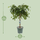 Ficus Adora / Exotica [P27-H120] von MEERgroothandel Planten