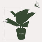 Artificial plant - Scindapsus Pictus - Lucky plant - 30 cm by Green boutiQ