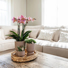 Kolibri-Orchideen | gelbe Phalaenopsis-Orchidee – Mexiko + Diabolo-Topf sand – Topfgröße Ø9 cm | blühende Zimmerpflanze – frisch vom Züchter von Kolibri Company