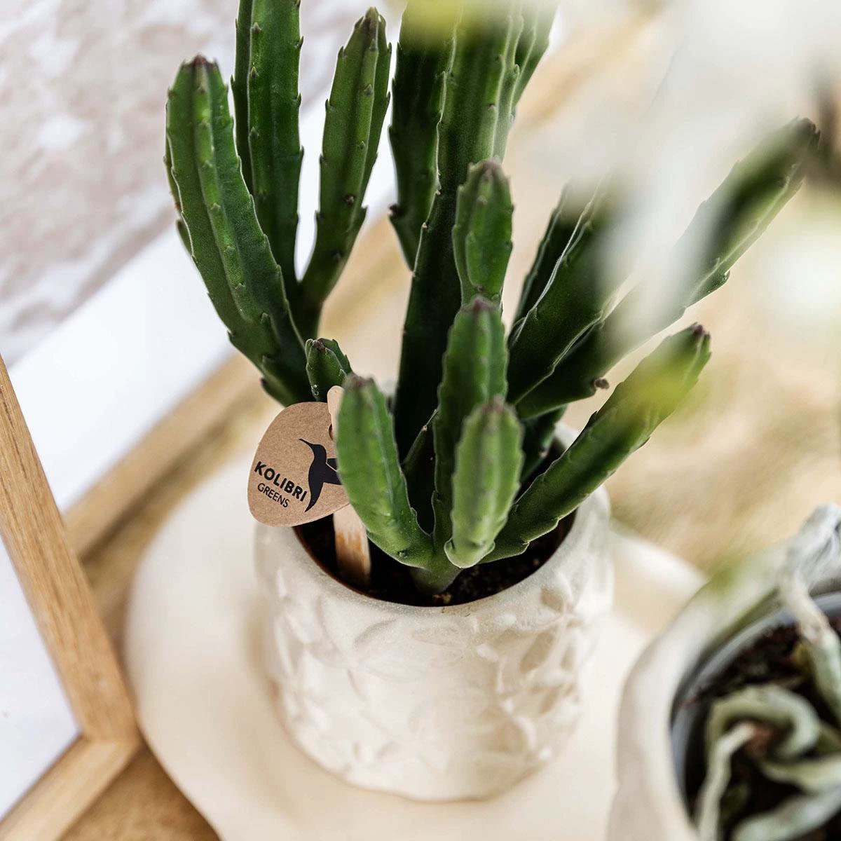 Kolibri Home | Star Fish sierpot - Off White - Ø9cm by Kolibri Company