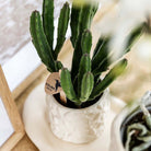 Kolibri Home | Star Fish sierpot - Off White - Ø9cm by Kolibri Company