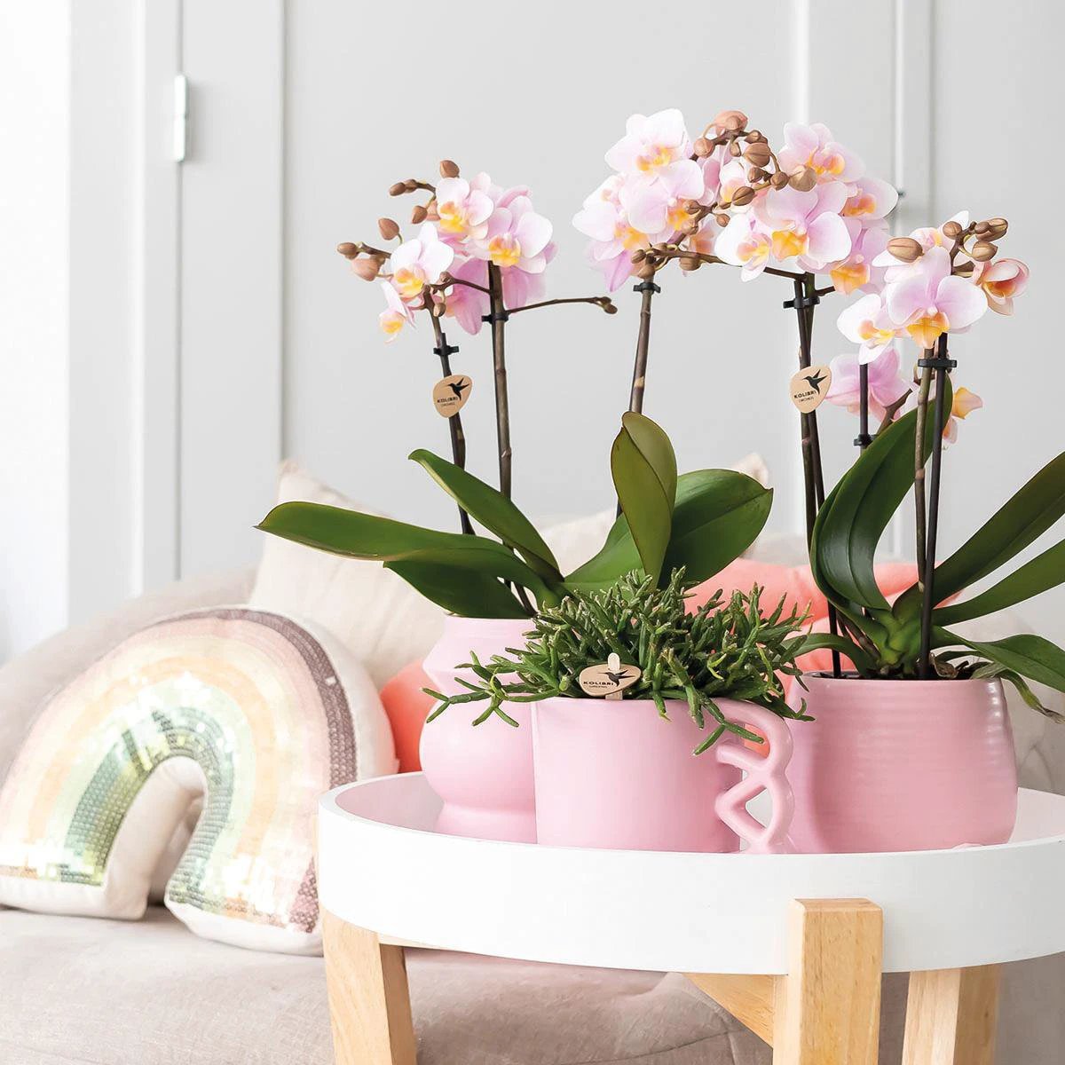 Colibr Orchids | KOMBI-ANGEBOT mit 2 rosa Pharse-Orchideen – Andorra – Potmate Ø9 cm | – Pflanze fürs Wohnzimmer – frisch vom Züchter von Kolibri Company