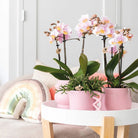 Colibr Orchids | KOMBI-ANGEBOT mit 2 rosa Pharse-Orchideen – Andorra – Potmate Ø9 cm | – Pflanze fürs Wohnzimmer – frisch vom Züchter von Kolibri Company