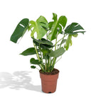 Monstera Deliciosa - Ø19cm - ↕60cm by MEERgroothandel Planten