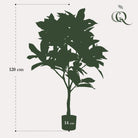 Art plant - Croton Codiaeum - Wonder bush - 120 cm by Green boutiQ