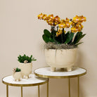 Kolibri Orchids | Orange plant set in Gummy Dish incl. Water reservoir | Three Orange Orchids | Mono Bouquet Orange with self -sufficient water reservoir by Kolibri Company