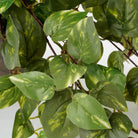 Artificial hanging plant Scindapsus hanging Green by Mica Decorations