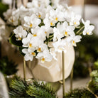 Hummingbird Orchids | White orchid 'Nazaré' + Pearl jewelry pot Travertine - pot size Ø9cm | blooming houseplant - fresh from the grower by Kolibri Company