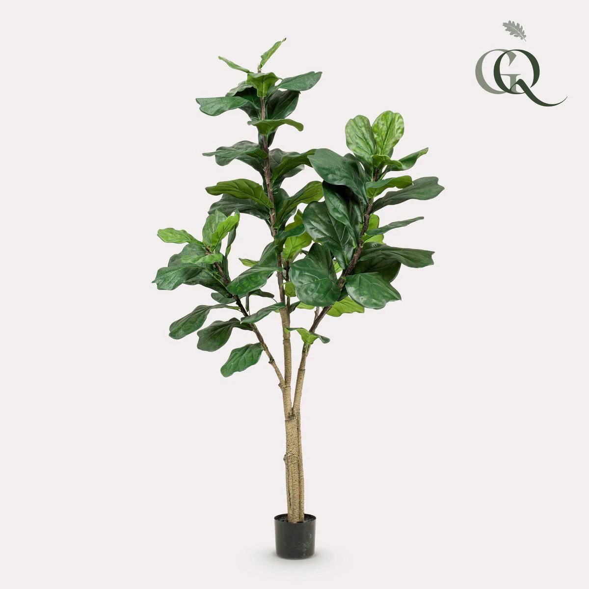 Art plant - Ficus Lyrata - Tobacco Plant - 180 cm by Green boutiQ