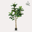Art plant - Ficus Lyrata - Tobacco Plant - 180 cm by Green boutiQ