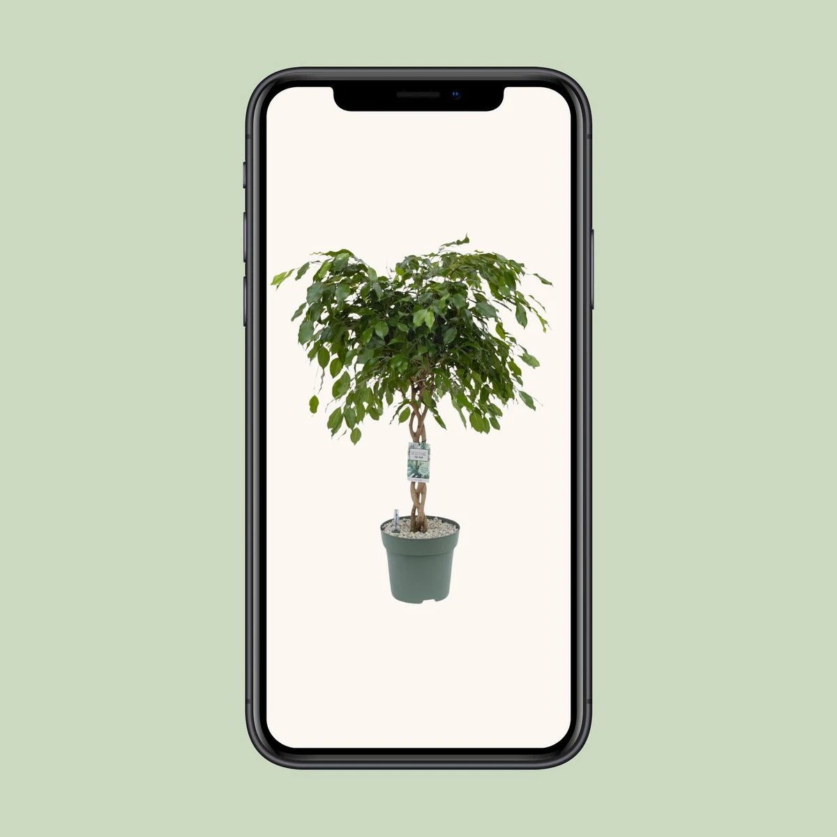 Ficus Adora / Exotica [P27-H120] von MEERgroothandel Planten