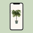 Ficus Adora / Exotica [P27-H120] von MEERgroothandel Planten