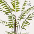 Art Plant - Rumohra Adiantiformis - The Leader Varge - 180 cm by Green boutiQ