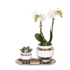Kolibri Company – Set aus weißer Orchidee und Sukkulente auf silbernem Tablett – frisch vom Züchter von Kolibri Company