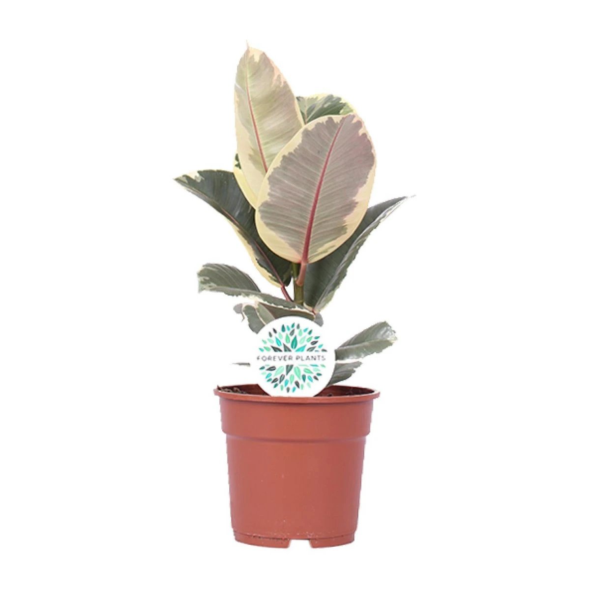 Ficus Elastica Tineke - Ø17cm - ↕50cm by MEERgroothandel Planten