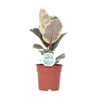 Ficus Elastica Tineke - Ø17cm - ↕50cm by MEERgroothandel Planten