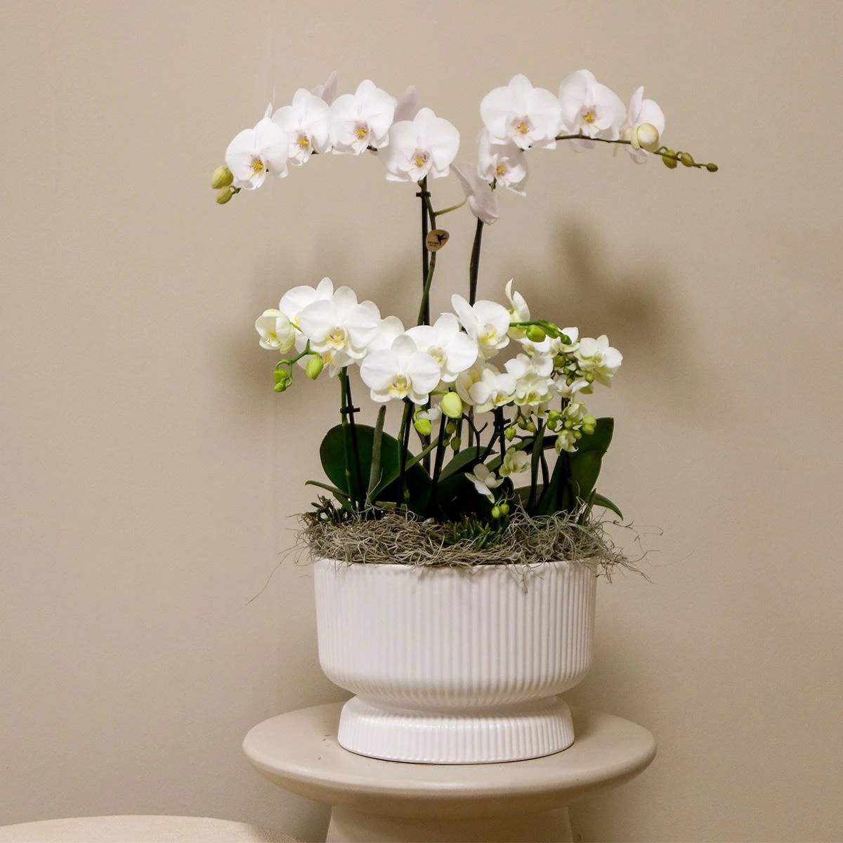 Hummingbird Orchids | white plant set in Diabolo white dish incl. water reservoir | three white orchids and three green plants | Field Bouquet white with self-sufficient water reservoir by Kolibri Company