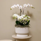 Hummingbird Orchids | white plant set in Diabolo white dish incl. water reservoir | three white orchids and three green plants | Field Bouquet white with self-sufficient water reservoir by Kolibri Company