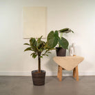 Ficus elastica Melany – Ø21 cm – ↕85 cm + Alocasia wentii – Ø19 cm – ↕60 cm + Korb Igmar von MEERgroothandel Planten