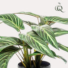 Kunstpflanze – Calathea Zebrina – Schattenpflanze – 38 cm von Green boutiQ