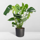 Monstera Deliciosa - Ø19cm - ↕60cm by MEERgroothandel Planten
