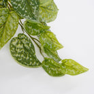 Artificial hanging plant Scindapsus Green by Mica Decorations