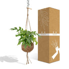 Kokodama Monstera Minima Hang - Hole Plant - Ø15cm - ↕25cm by MEERgroothandel Planten