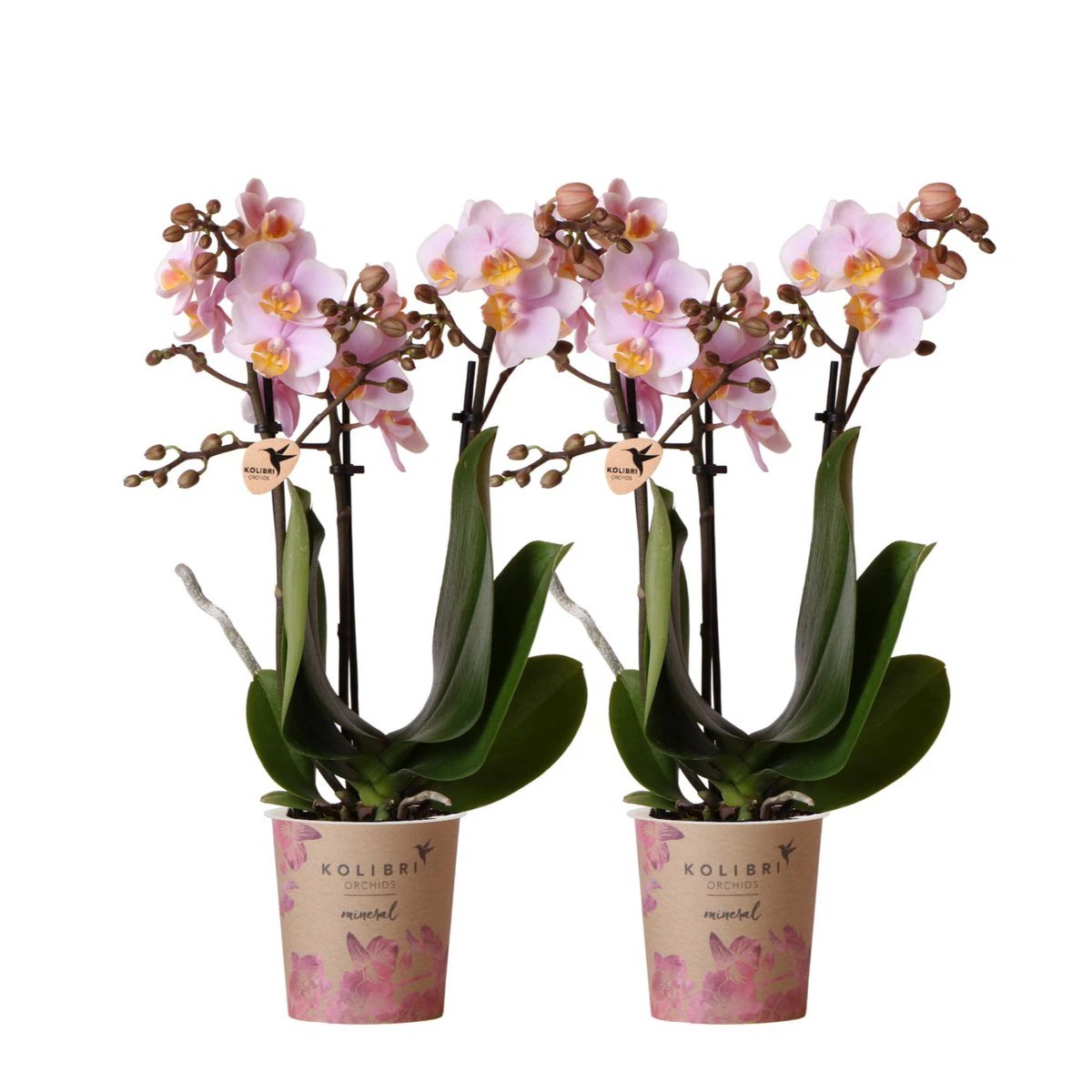 Colibr Orchids | COMBI DEAL of 2 Roze pharse orchids - Andorra - potmate Ø9cm | -driving room plant - freshly from the grower by Kolibri Company