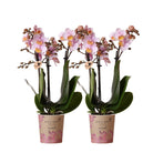 Colibr Orchids | KOMBI-ANGEBOT aus 2 rosa Phalaenopsis-Orchideen – Andorra – Topfgröße Ø9 cm | Wohnzimmerpflanze – frisch vom Züchter von Kolibri Company