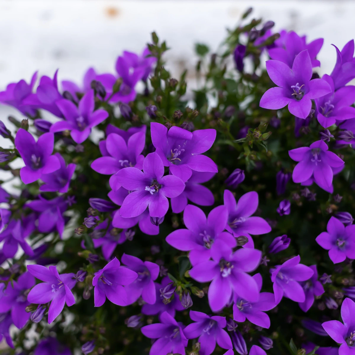 2x Campanula Addenda Ambella Intense Purple in Granada Sier-Töpfen – Topfgröße 12 cm – mehrjährig – winterhart von Kolibri Company