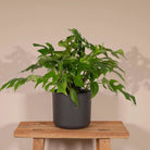 Monstera Minima - Hole plant - Ø15cm - ↕25cm by MEERgroothandel Planten