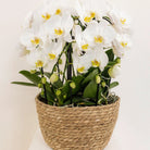 Kolibri Home - Inlay with water reservoir with watering wicks for orchid bowl - watering system for orchids Ø25cm - 1x12 + 2x9 - Field Bouquet + 3x watering wicks by Kolibri Company