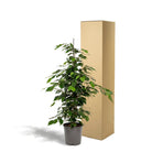 Ficus benjamina Danielle - Ø21cm - ↕95cm by MEERgroothandel Planten