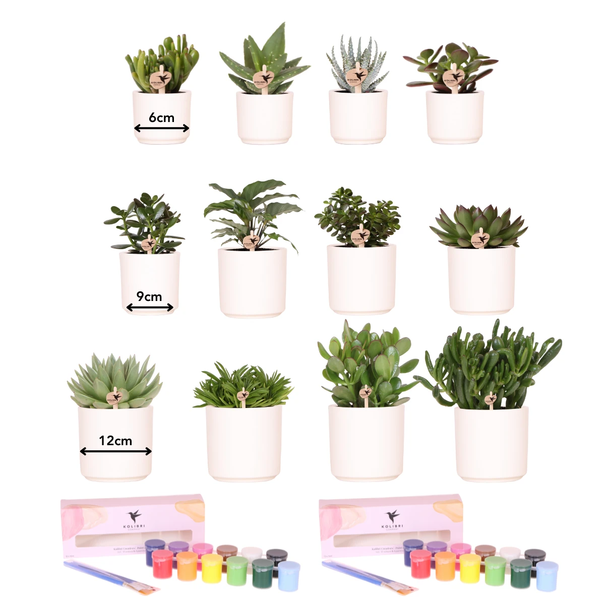 Kolibri Creatives | Paint package for painting 12 flower pots + succulents For at least 4 people True artist by Kolibri Company