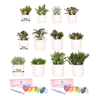 Kolibri Creatives | Paint package for painting 12 flower pots + succulents For at least 4 people True artist by Kolibri Company